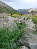 Phleum alpinum. Цветущие растения на крупнообломочных моренных отложениях. Узбекистан, Ташкентская обл., Чаткальский хребет, Чаткальский заповедник, верховья речки Ташкескенсай, около 3200 м н.у.м. 11.08.2013.