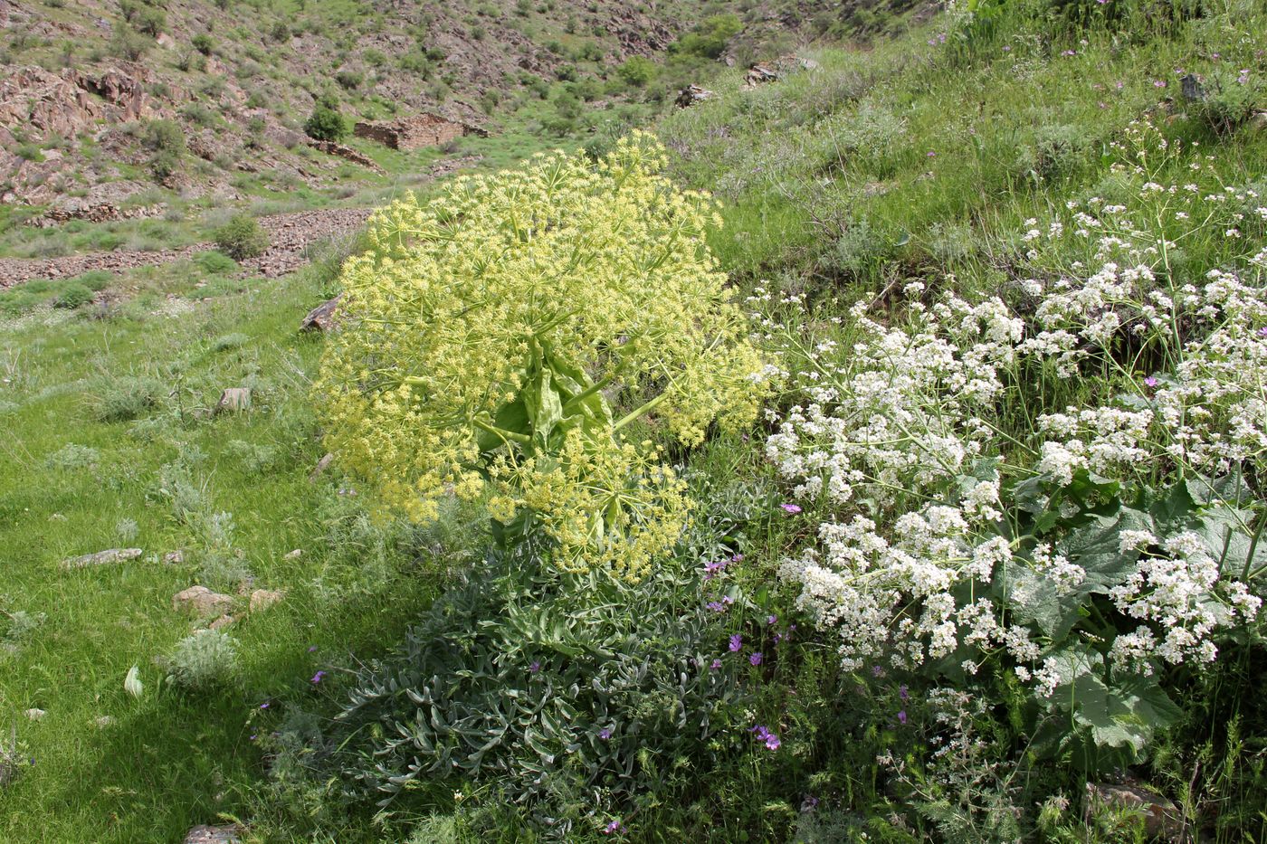 Изображение особи Ferula foetida.