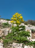 Ferula kuhistanica