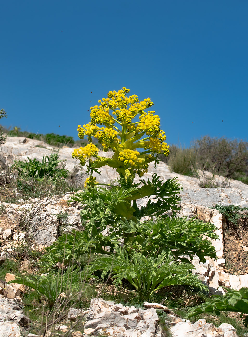 Изображение особи Ferula kuhistanica.