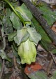 Cobaea scandens