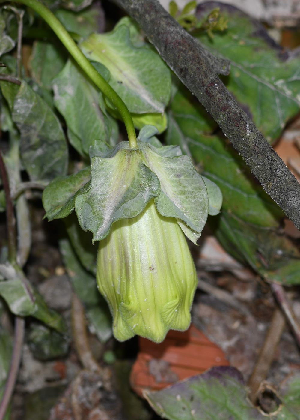 Image of Cobaea scandens specimen.