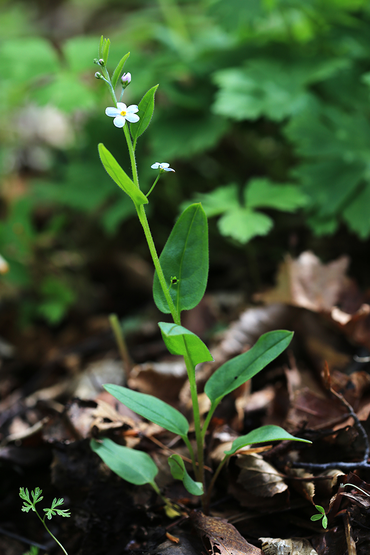 Изображение особи Trigonotis radicans.