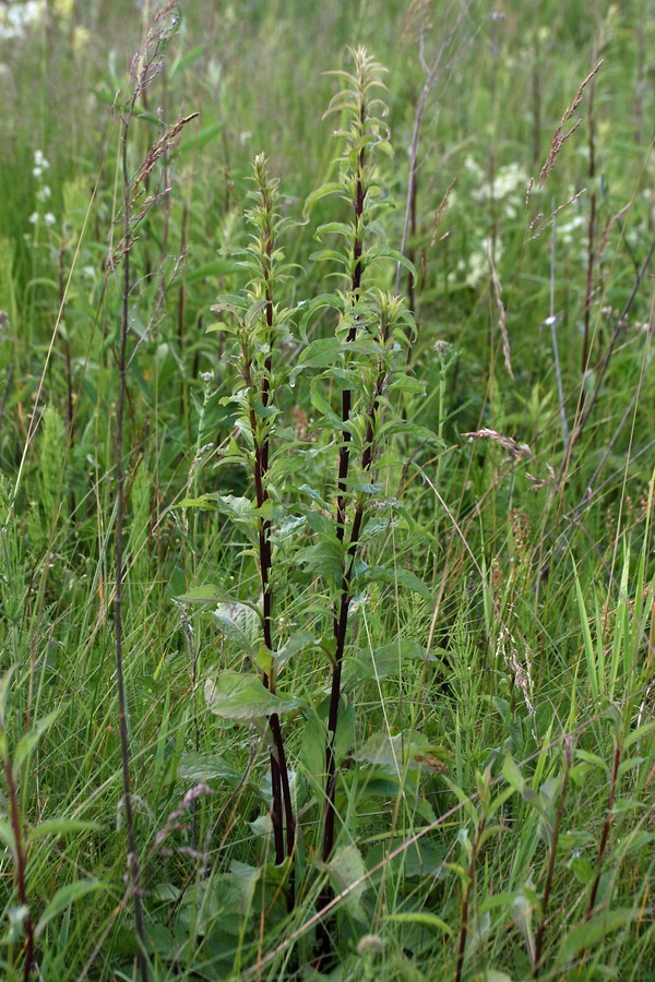 Изображение особи Solidago virgaurea.