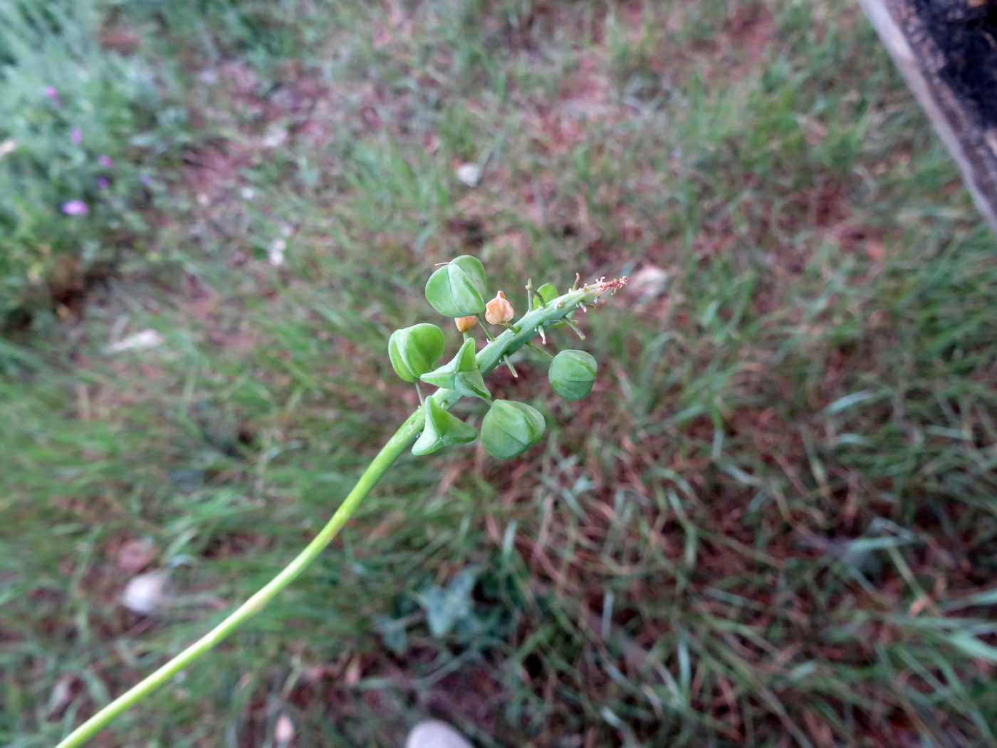 Изображение особи род Muscari.