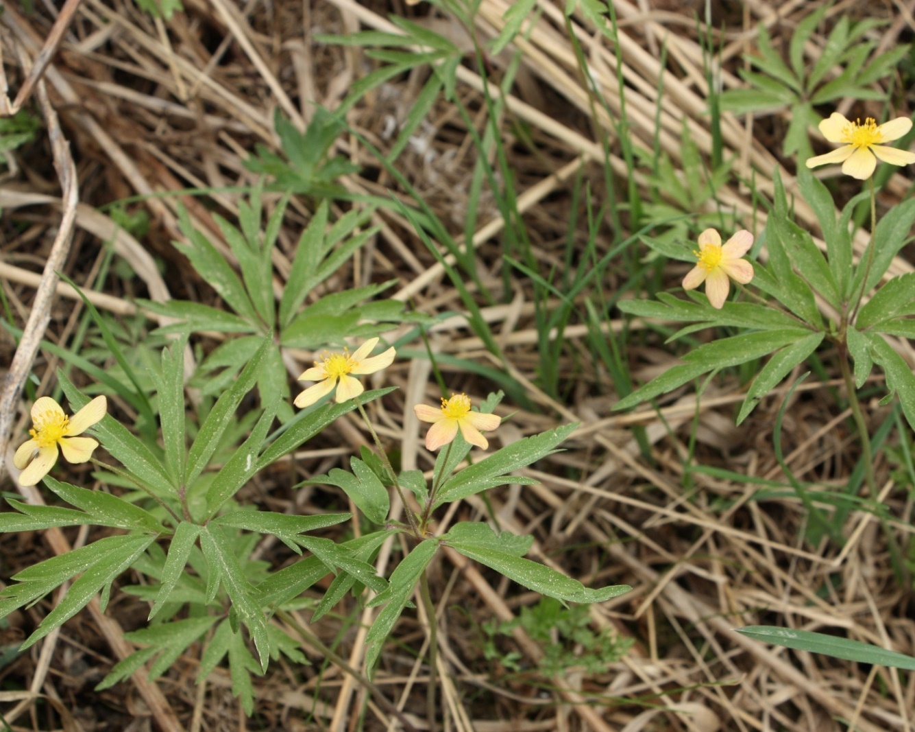 Изображение особи Anemone uralensis.