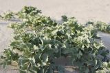 Eryngium maritimum