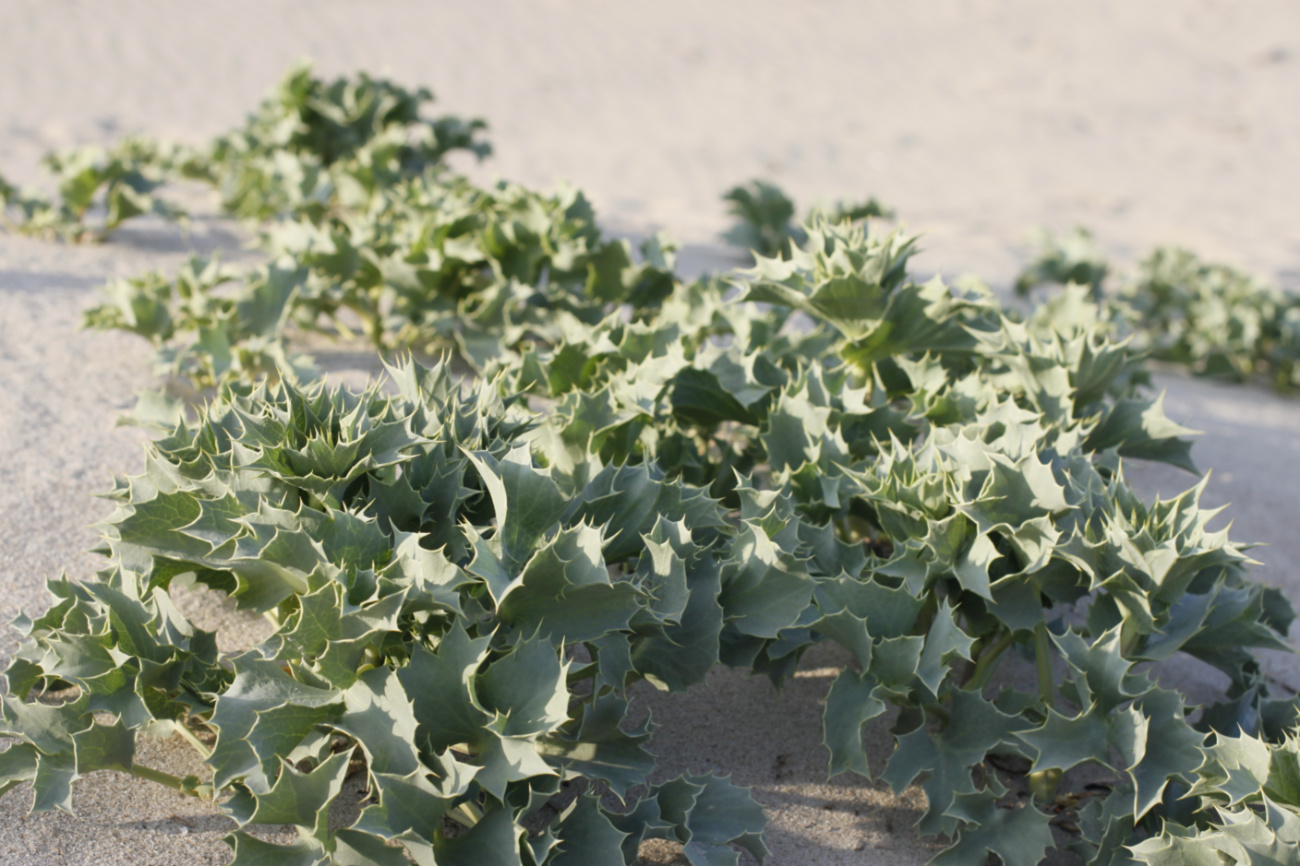 Image of Eryngium maritimum specimen.