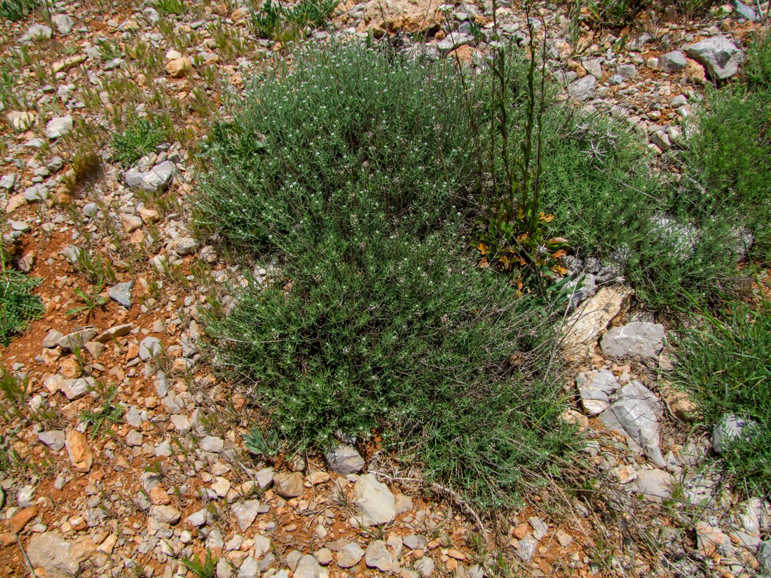Image of Achillea falcata specimen.