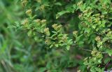 Spiraea turczaninowii