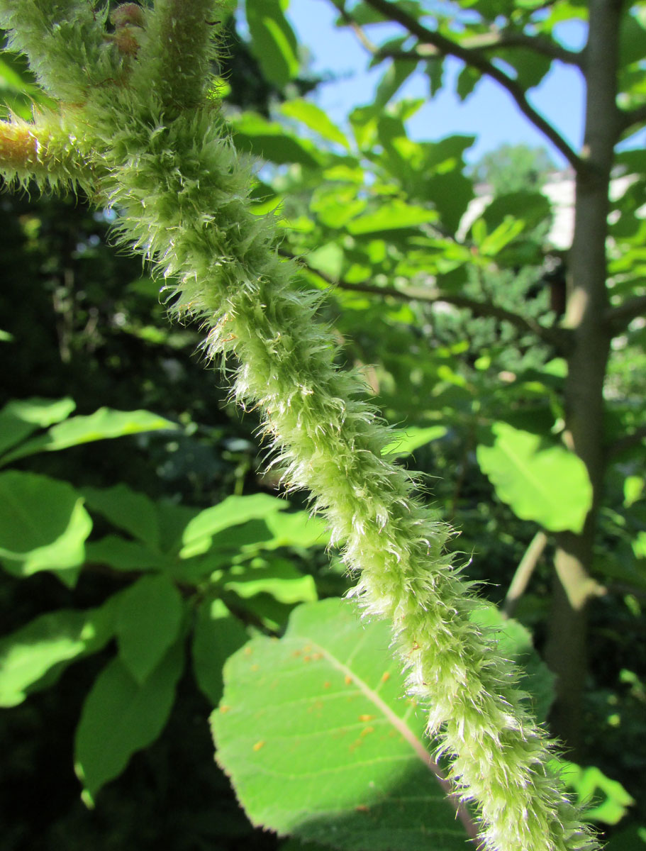 Image of Hydrangea aspera ssp. sargentiana specimen.