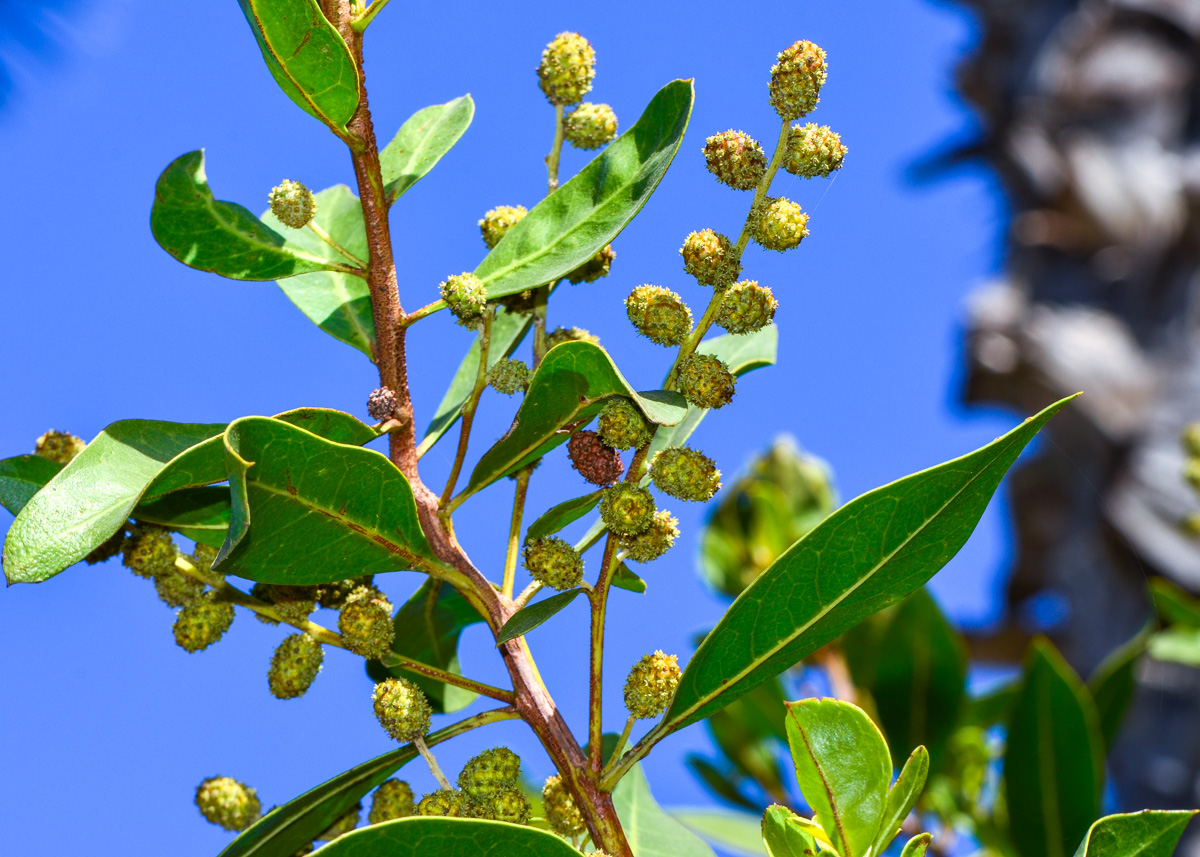 Изображение особи Conocarpus erectus.