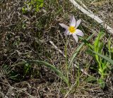 Tulipa patens