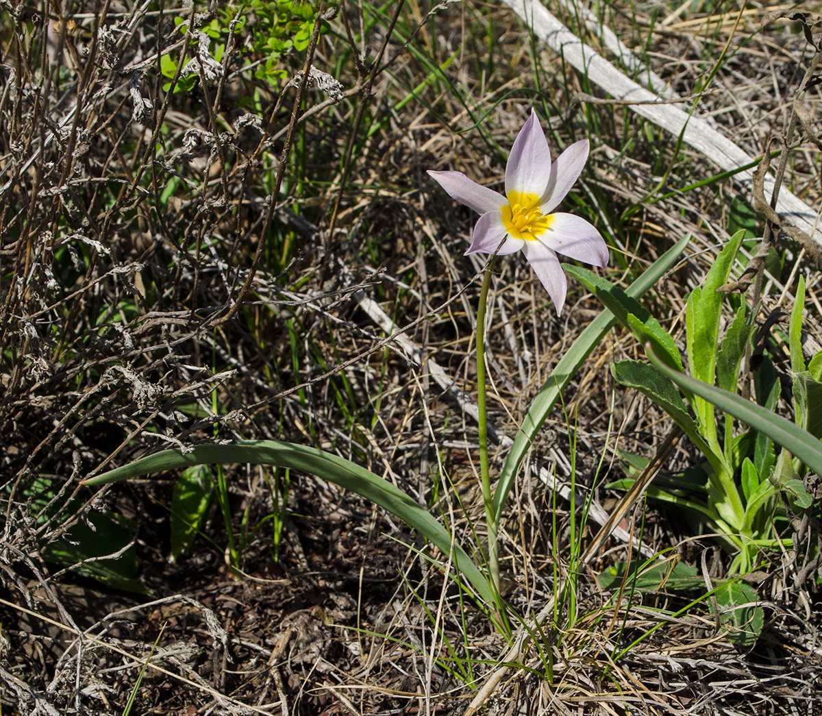 Image of Tulipa patens specimen.