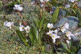 Claytonia joanneana