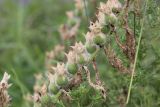 Hyoscyamus niger. Часть соплодия. Республика Алтай, Усть-Коксинский р-н, окраина с. Верх-Уймон, луг. 30 июля 2020 г.