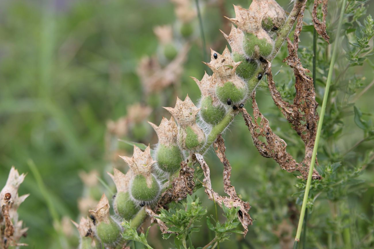 Изображение особи Hyoscyamus niger.