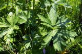 Geranium collinum