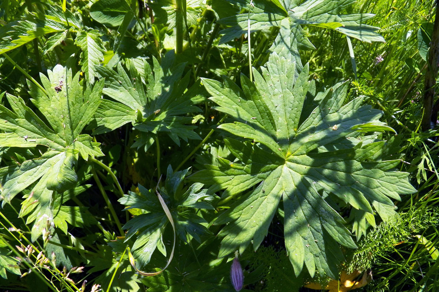 Image of Geranium collinum specimen.