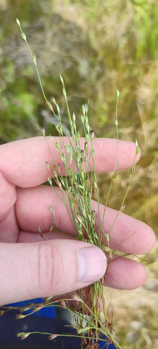 Изображение особи Juncus bufonius.