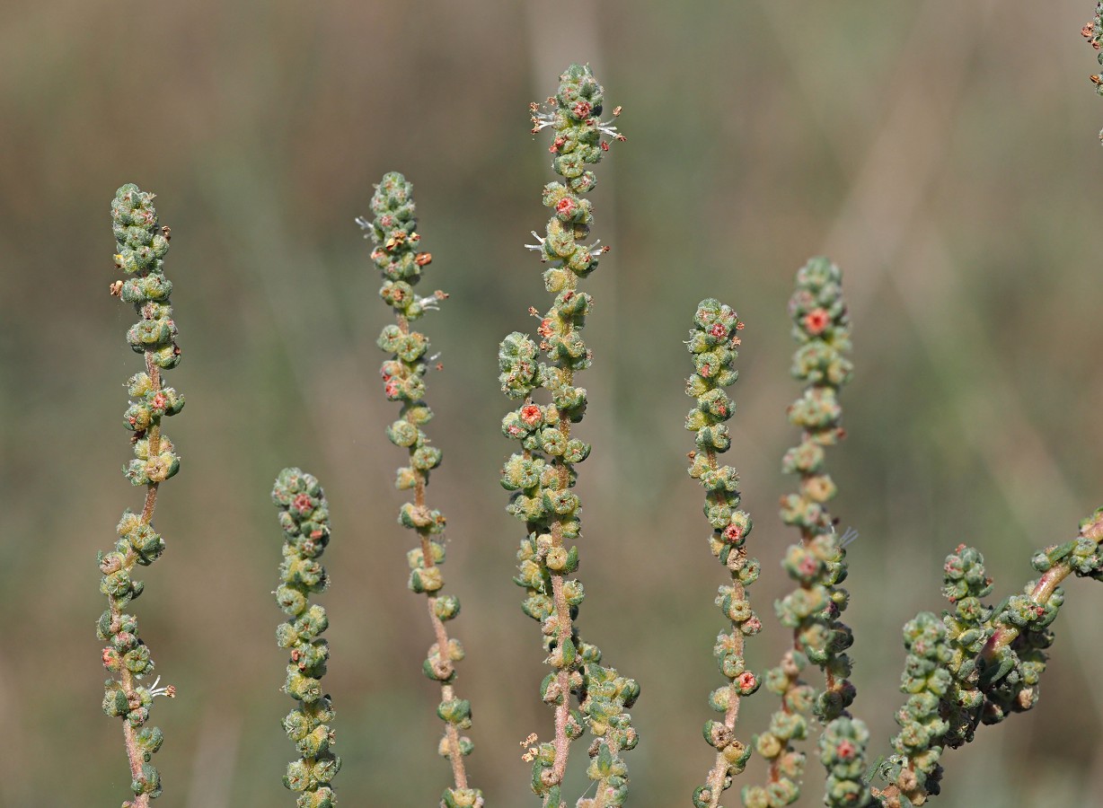 Изображение особи Bassia prostrata.