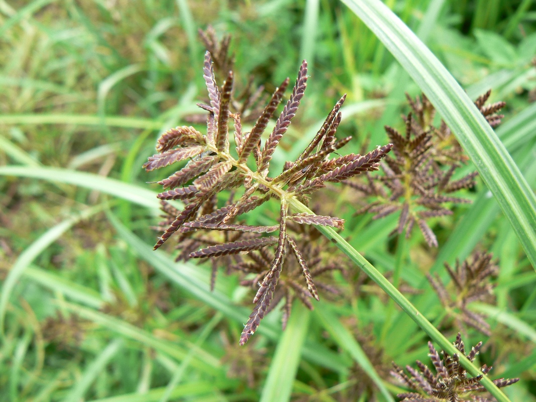 Изображение особи Cyperus orthostachyus.