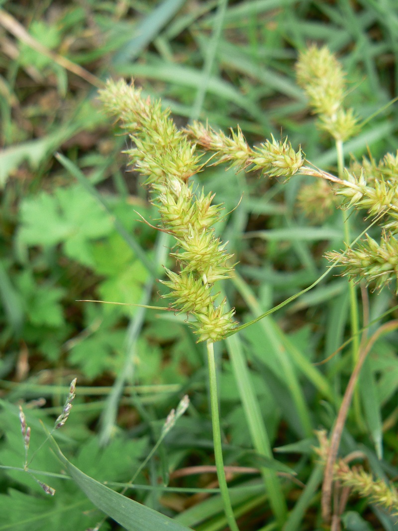 Image of Carex leiorhyncha specimen.