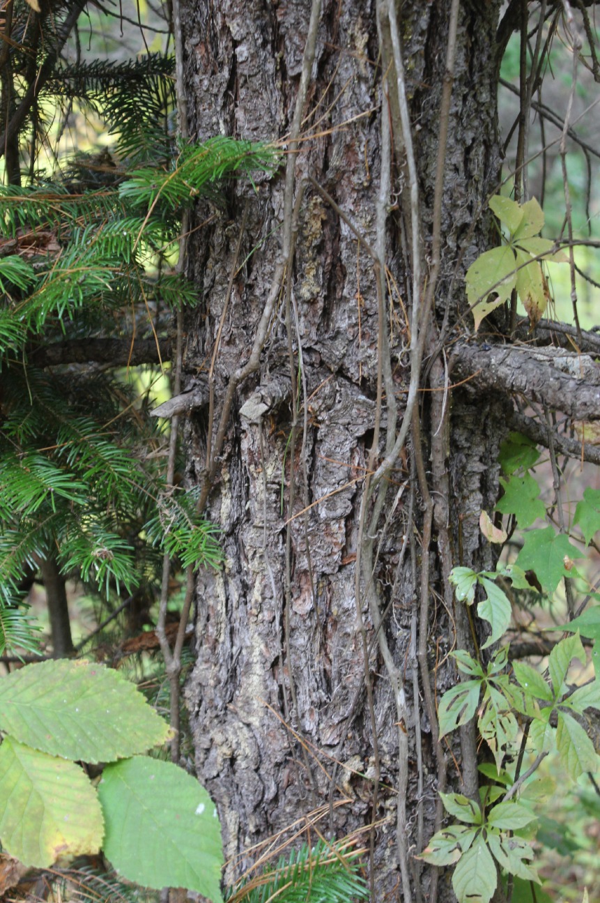 Изображение особи Pinus cembra.