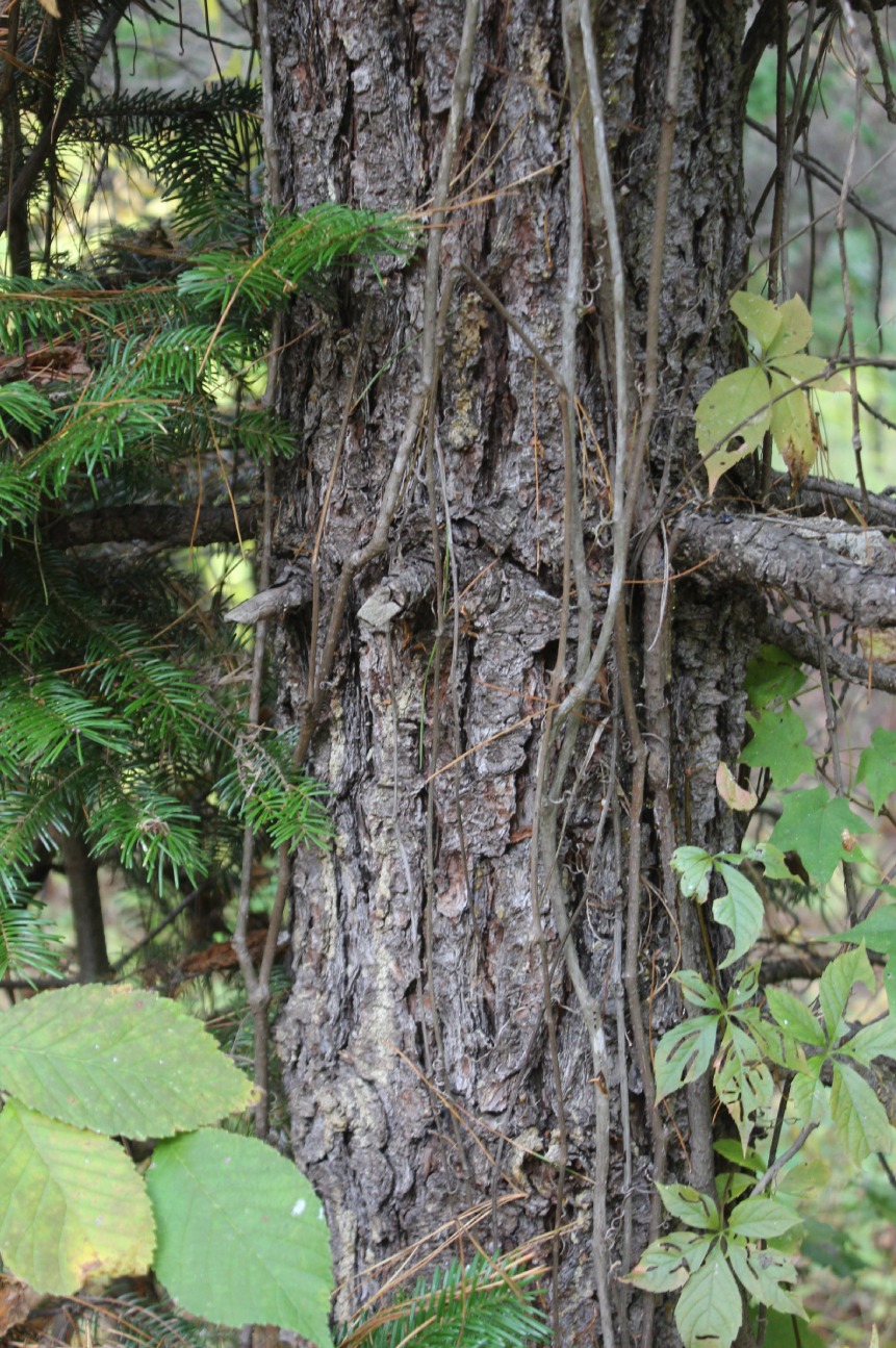 Image of Pinus cembra specimen.