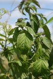 Mentha aquatica