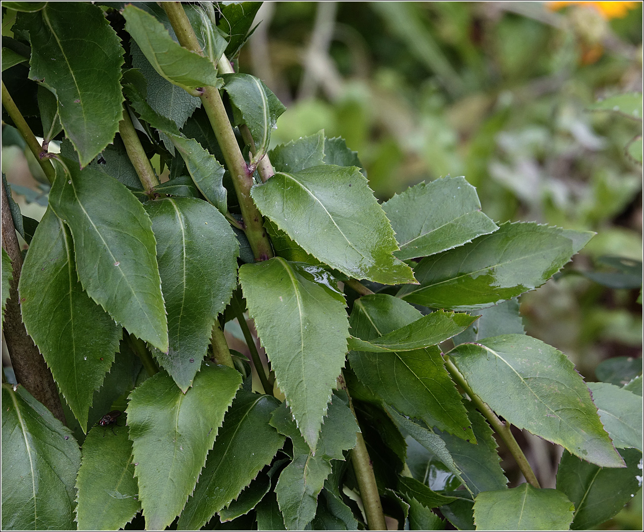 Изображение особи Platycodon grandiflorus.