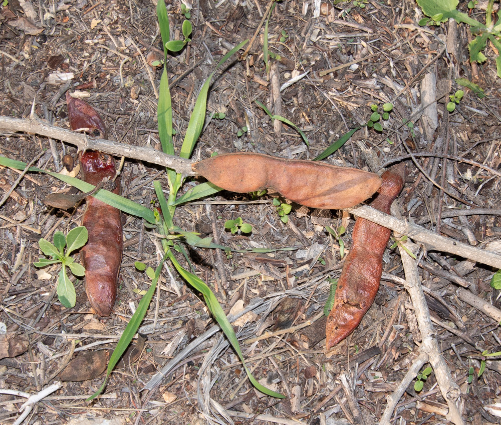 Image of Vachellia sieberiana specimen.