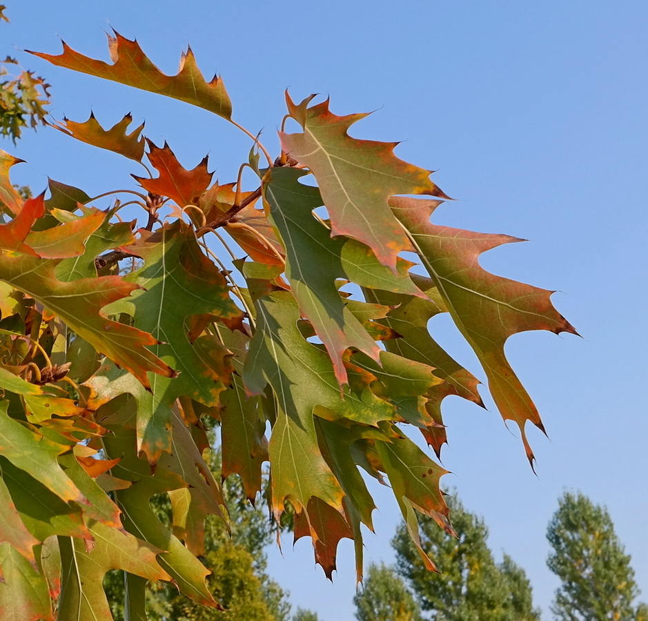 Изображение особи Quercus rubra.