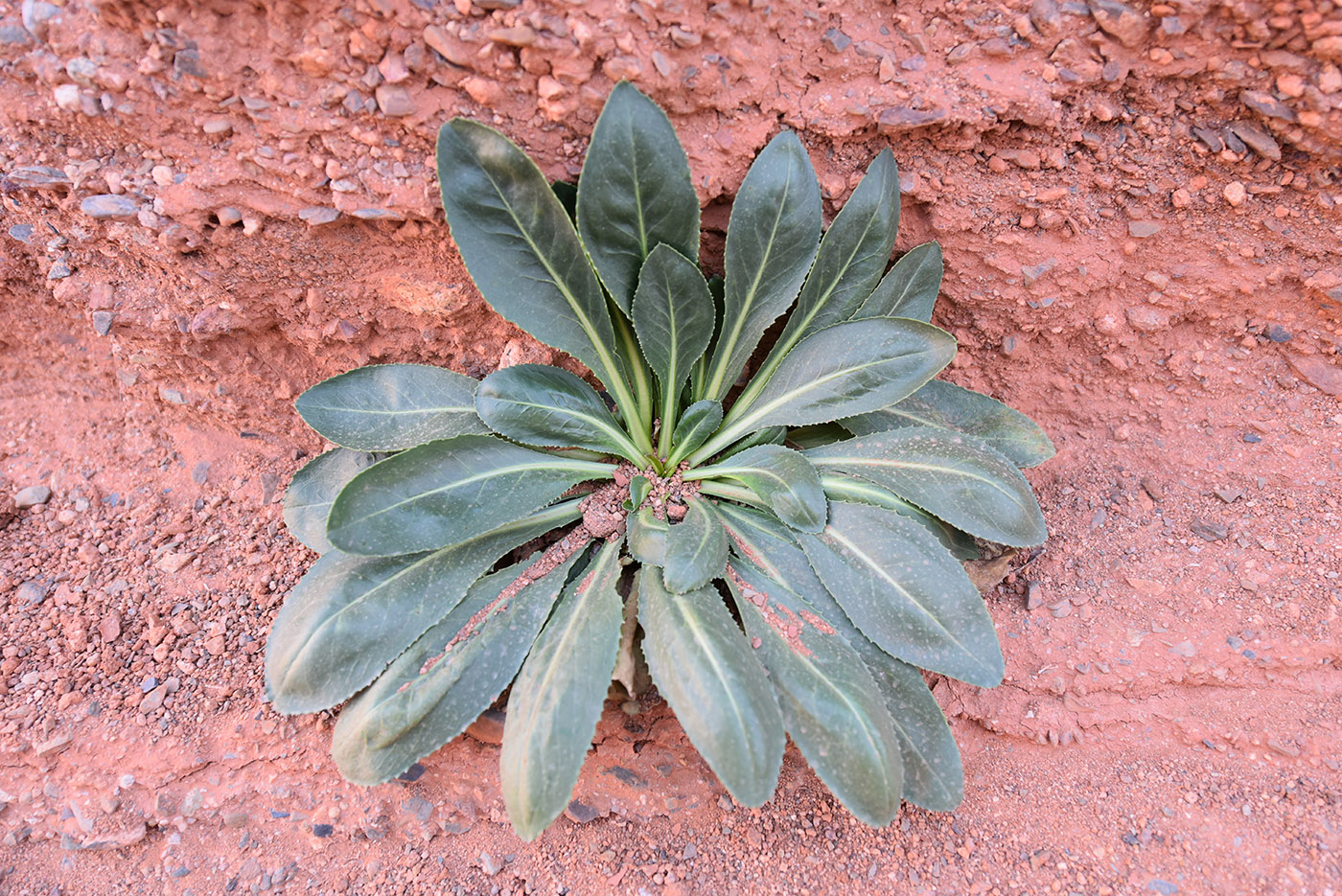 Image of Plagiobasis centauroides specimen.