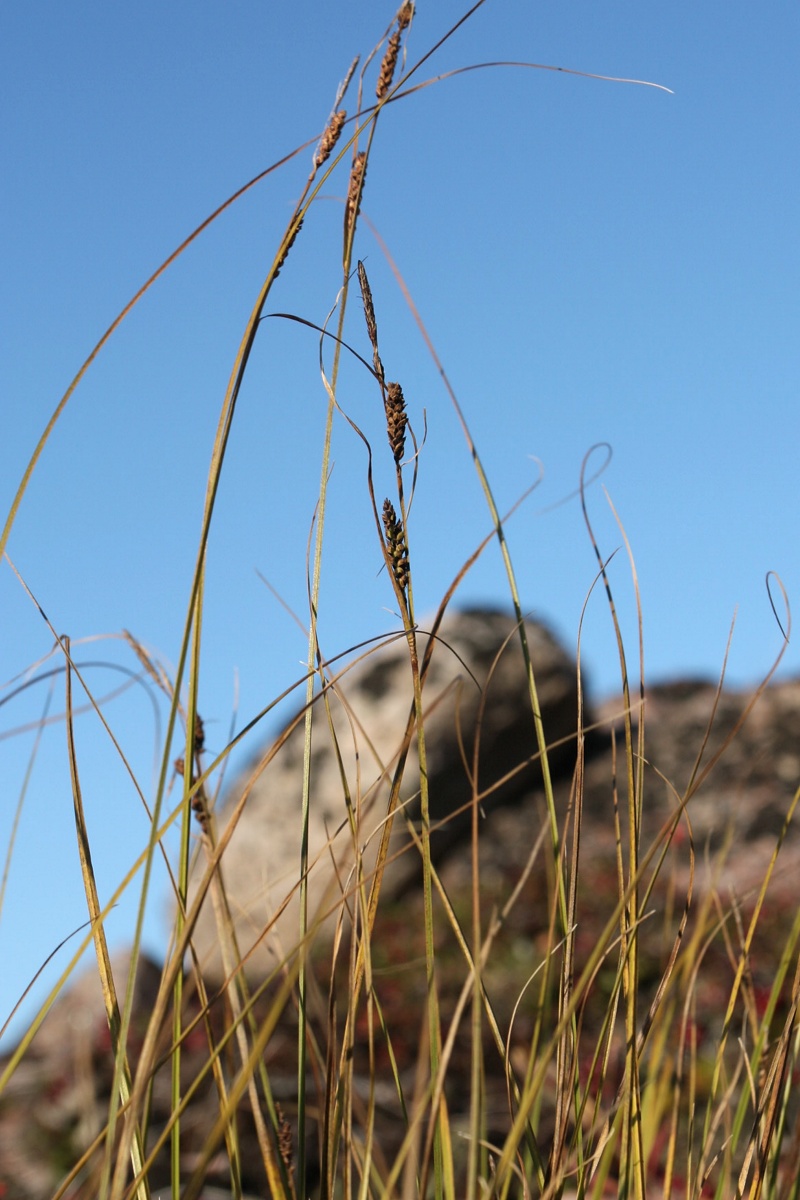 Image of Carex juncella specimen.