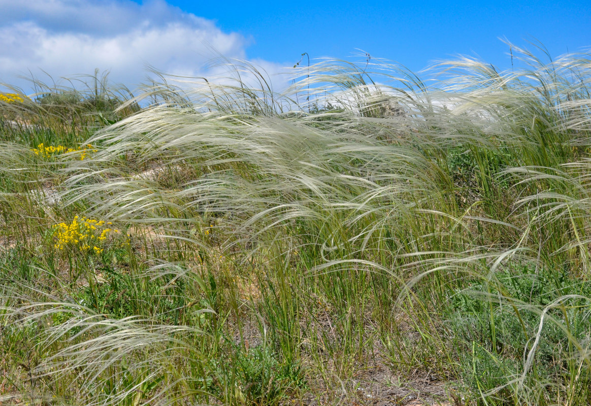 Изображение особи род Stipa.