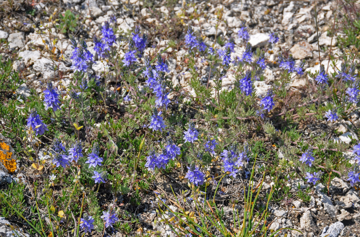 Image of Veronica capsellicarpa specimen.