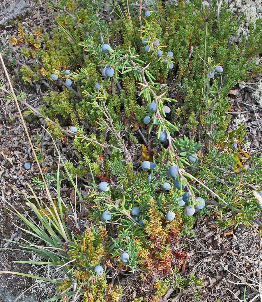 Изображение особи Berberis empetrifolia.