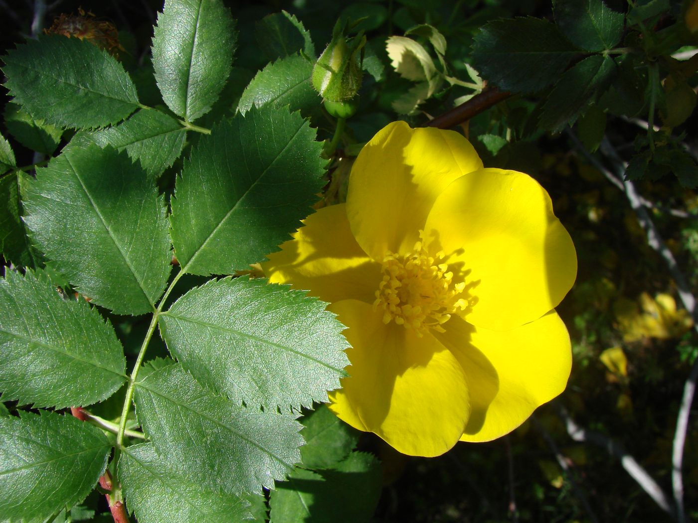 Image of Rosa kokanica specimen.