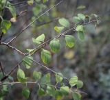 Spiraea crenata