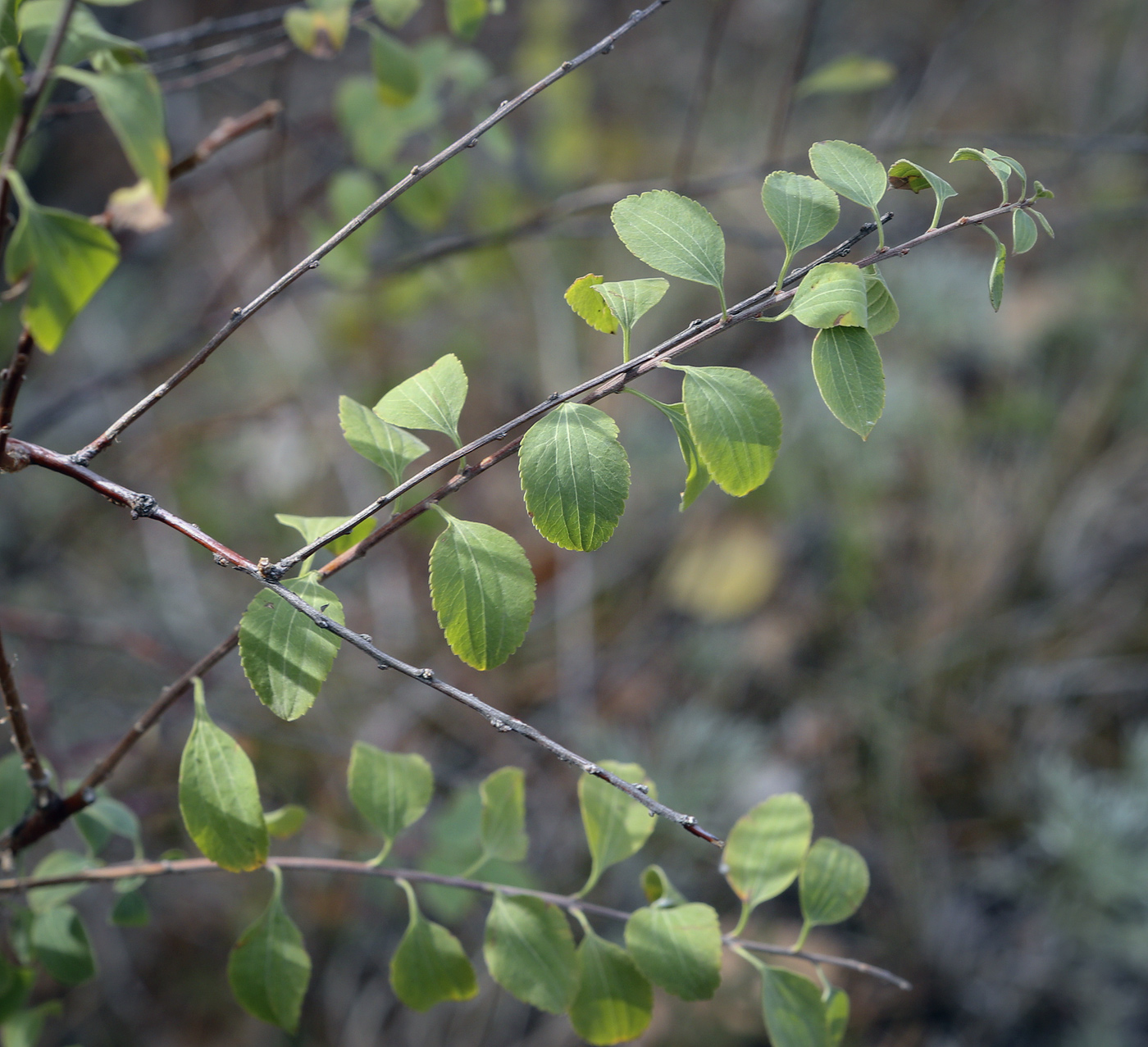 Изображение особи Spiraea crenata.