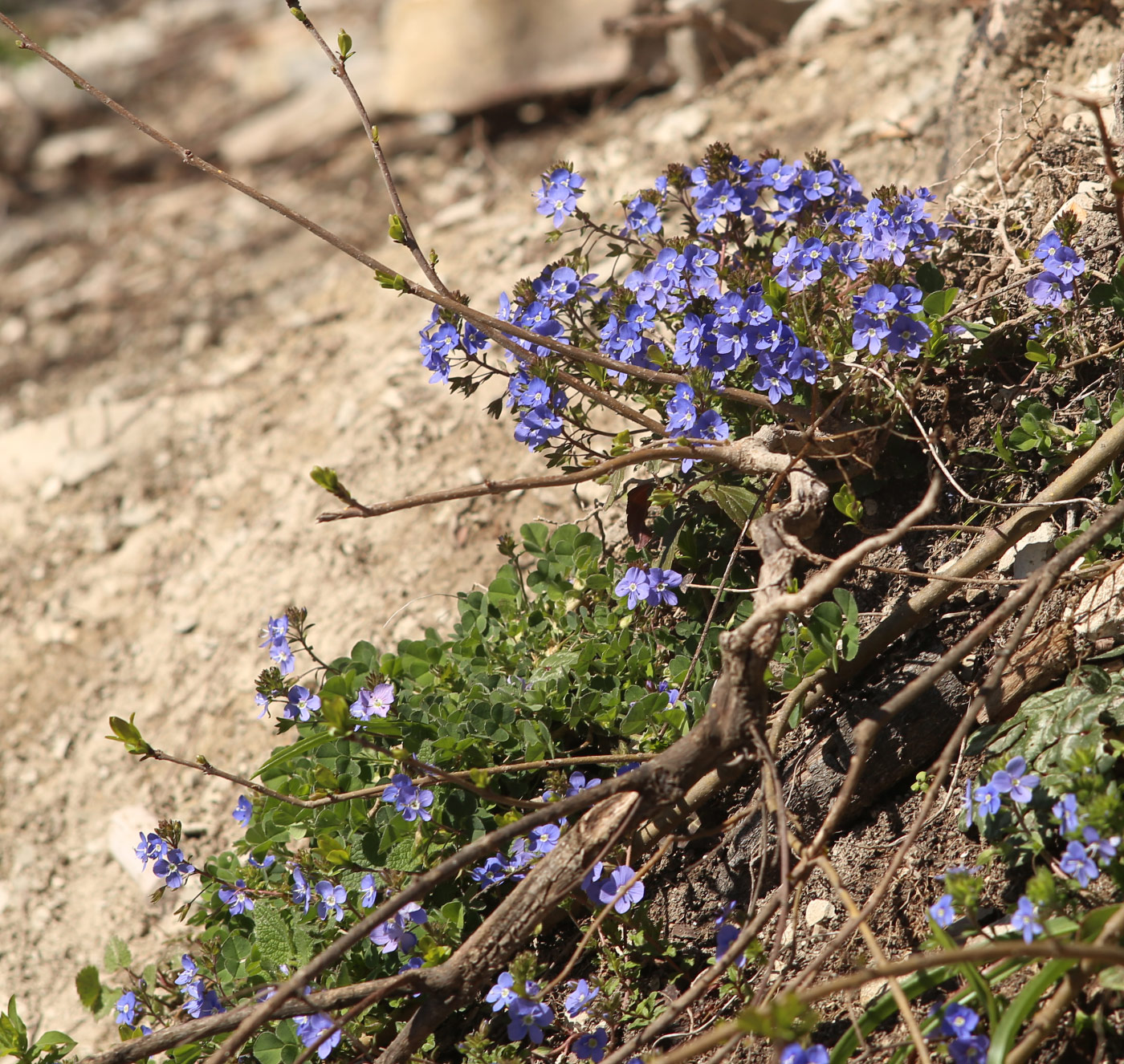 Image of Veronica umbrosa specimen.