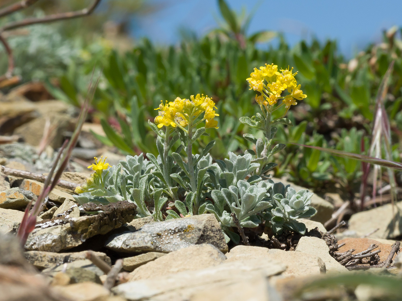 Image of Odontarrhena obtusifolia specimen.