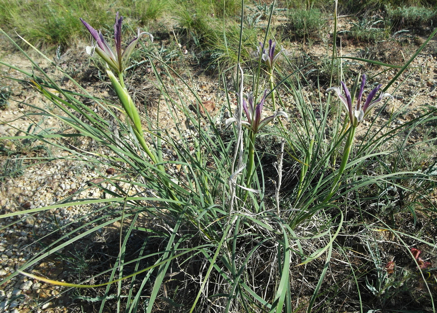 Image of Iris songarica specimen.