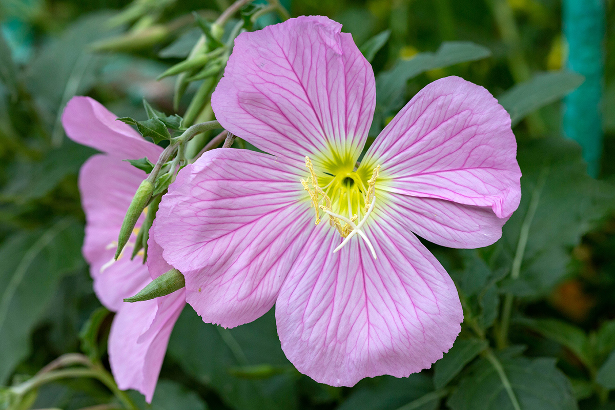 Image of Oenothera speciosa specimen.