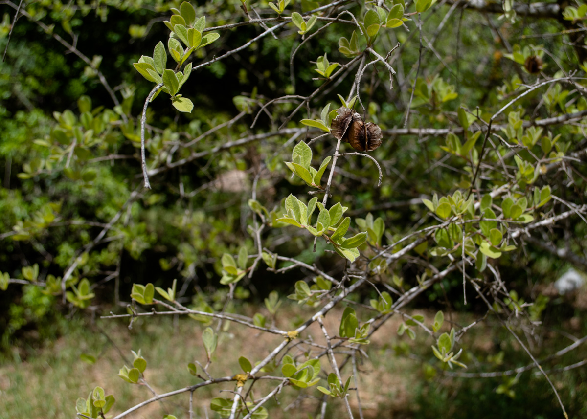 Image of Combretum molle specimen.