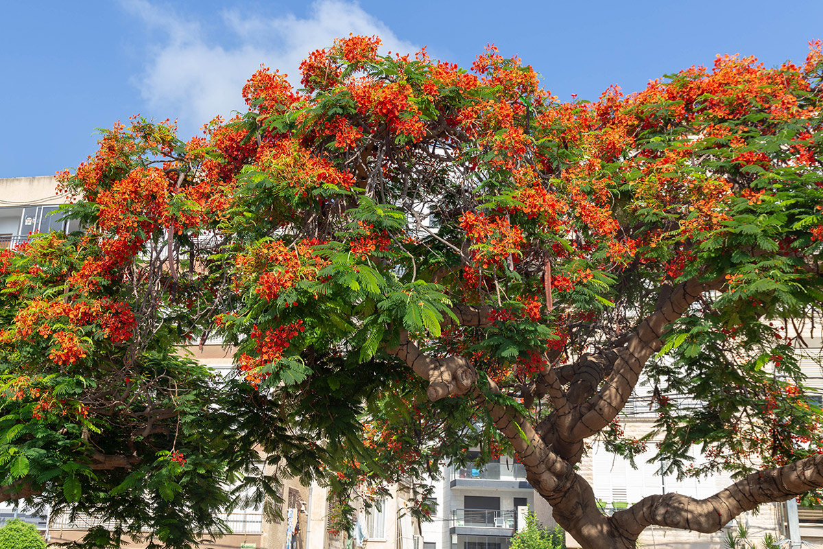 Image of Delonix regia specimen.