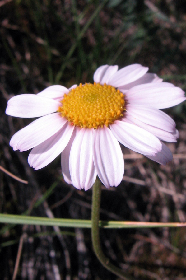 Image of genus Pyrethrum specimen.