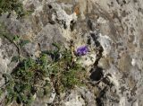 genus Astragalus. Цветущее растение. Республика Ингушетия, Джейрахский р-н, окр. ур. Ний, высота 1760 м н.у.м, на большом камне. 20 июня 2022 г.