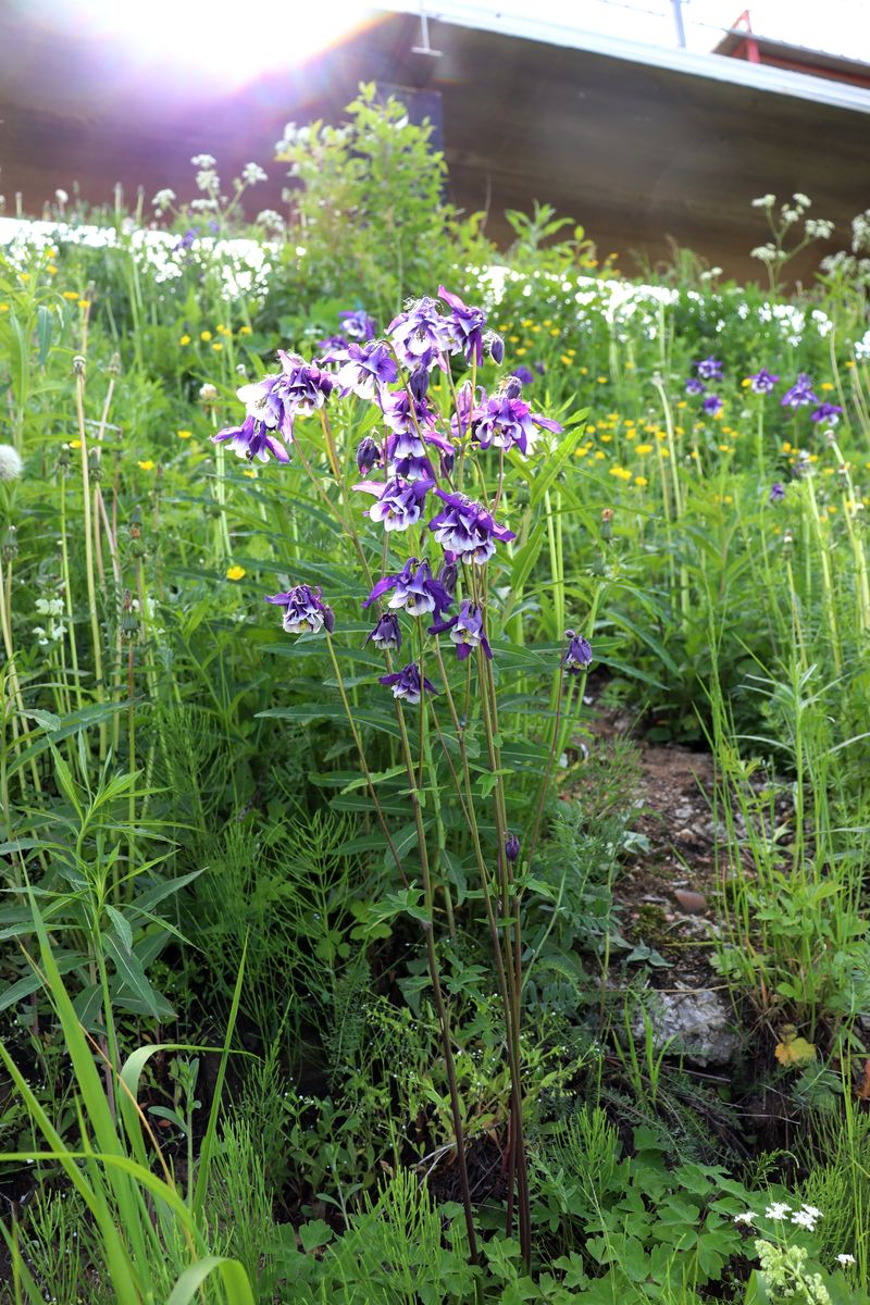 Image of Aquilegia vulgaris specimen.